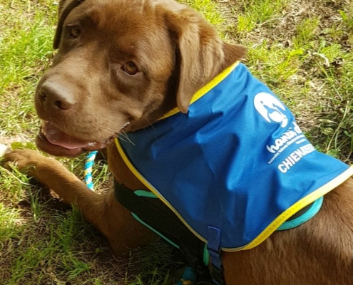 Oups, le nouveau chien d'accompagnement social à l'Hôpital de Jour "La Rose des Vents"