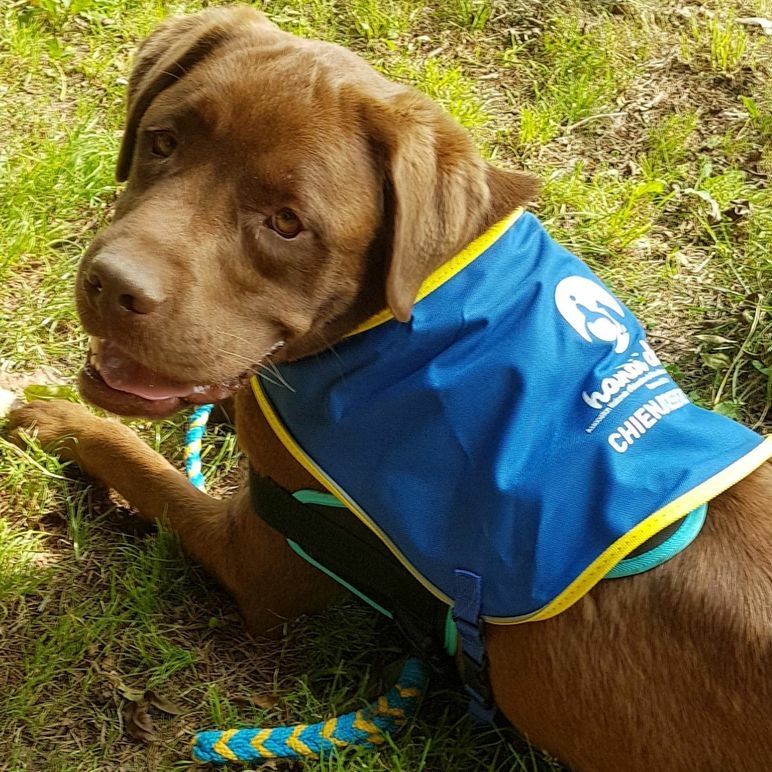 Oups, le nouveau chien d'accompagnement social à l'Hôpital de Jour "La Rose des Vents"